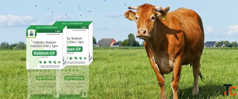 Best Veterinary PCD Pharma Franchise Company in India VetSet Lifecare