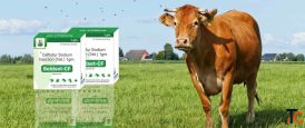 Best Veterinary PCD Pharma Franchise Company in India VetSet Lifecare