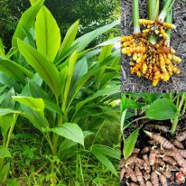 Trusted Indian Turmeric Supplier for Bulk and Export Orders
