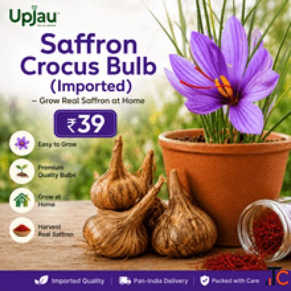 Saffron Crocus Bulb Imported - Grow Real Saffron at Home 39