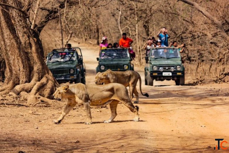 Wildlife Sanctuaries in Gujarat - Discover Nature Wildlife Adventure