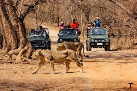 Wildlife Sanctuaries in Gujarat - Discover Nature Wildlife Adventure