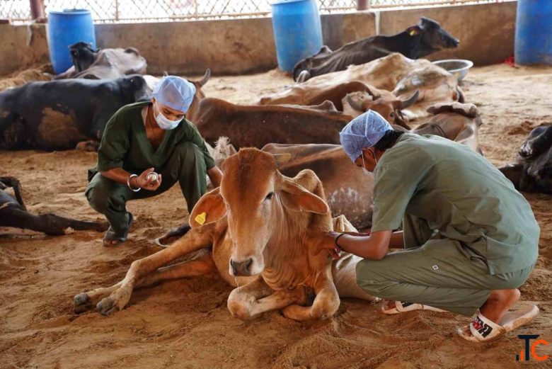 Animal Shelter NGO - Help Rescue Protect Animals