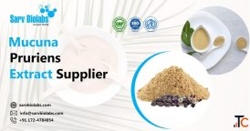 Looking for a Reliable Mucuna Pruriens Extract Supplier for Your Herbal Products